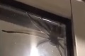 Ženu pri príprave večere vydesil obrovský pavúk lezúci po dverách kuchyne: Neuveríte, čo s ním urobila!
