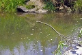 Ekologická havária v Pieninách: Zakalený potok a uhynuté ryby!