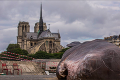 Neuveriteľné: Na nábreží v centre Paríža objavili veľrybu! Ako sa tam vôbec dostala?