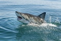 Na ten zážitok nikdy nezabudne: Češka zažila útok žraloka