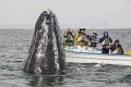 Turisti hladkali najväčšieho cicavca na svete: Skamarátili sa s veľrybou