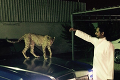 Bohatá mládež Saudskej Arábie poburuje milovníkov zvierat: Prehliadka exotických domácich miláčikov!