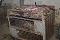 Strašné! Nechutné FOTO z farmy slovenského veterinára: Hnijúce zdochliny, výkaly a odporný zápach!