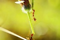Malí, no mocní: Mravčí akrobati si zmerali sily!
