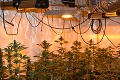 Dom v Nitrianskom kraji skrýval pestovateľskú plantáž marišky: Policajti našli vyše 2-tisíc dávok drogy!