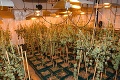 Dom v Nitrianskom kraji skrýval pestovateľskú plantáž marišky: Policajti našli vyše 2-tisíc dávok drogy!