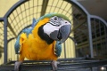 Papagáj začal hovoriť veľmi zvláštne veci: Svojho majiteľa tým skoro dostal za mreže!