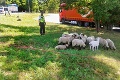 Kuriózne zásahy mužov zákona vo Zvolene: Z policajtov pastieri oviec aj krotitelia koní!