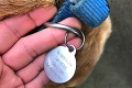 Muž našiel zatúlaného psa: Chcel ho zachrániť, no len kým si neprečítal, čo mal napísané na obojku!