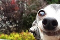 Ľudia na internete šalejú z fotiek psa s obrovským jazykom: Tieto zábery vás zaručene pobavia
