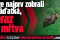 Inge najprv zobrali mláďatká, teraz je mŕtva: Medvedicu na Liptove nekompromisne zastrelili, nastala hystéria!