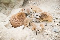 Rekord v bratislavskej zoo: Toľko prírastkov v jednej rodine ešte nemali!