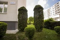 Toto nájdete len pred bratislavským panelákom: Dva obrie penisy vztýčené do neba! FOTO ako dôkaz