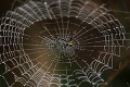 Vedci objavili nový druh pavúka: Z jeho neobyčajnej veľkosti sa vám zježia chlpy na tele!