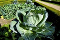 Britský záhradník ohúril gigantickou zeleninou: Verte, takéto opachy ste ešte nevideli!