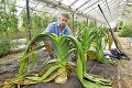 Britský záhradník ohúril gigantickou zeleninou: Verte, takéto opachy ste ešte nevideli!
