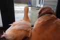 Rudy a Barclay búrajú mýty: Z kačice a psa sú najlepší priatelia!