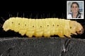 Prelomový objav talianskej biologičky: Larva, ktorá zachráni ľudstvo!