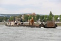 Slováci zostali v údive: Obrovský kozel priplával po Dunaji