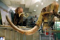 Prečo vyhynuli mamuty: Zabili ich mimozemšťania, zmena klímy či ľudia?