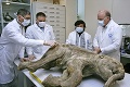 Prečo vyhynuli mamuty: Zabili ich mimozemšťania, zmena klímy či ľudia?