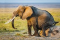 Slon na tróne: Toto zviera len tak ľahko niečo nerozhádže