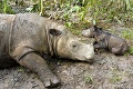 Bezpečnostné opatrenia v českej ZOO: Nosorožcom odrezávajú rohy!