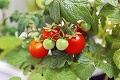 V Česku stavajú skleník na pestovanie paradajok: Stavba za 200 miliónov korún!