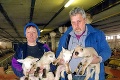Rarita na ovčej farme na východnom Slovensku: Na svet prišli štvorčatá!