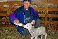 Rarita na ovčej farme na východnom Slovensku: Na svet prišli štvorčatá!