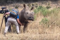 Drsný nosorožec prítulný ako domáci miláčik? Ak by nemal kameraman dôkaz, TOTO by mu nikto neuveril!