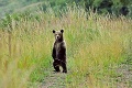 Jaro ponúka v našich lesoch turistom netradičný zážitok: Na zver poľujú foťákmi!