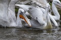 Smutný piatok v zoo: Museli utratiť všetkých 20 pelikánov