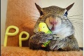 Veverička spôsobila na internete ošiaľ: Zo zachránenej Jill je domáci miláčik !