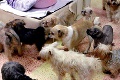 Petržalčanov terorizuje vášnivá chovateľka Mária: Päťdesiatnička z eskortnej služby má doma 25 psov!