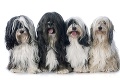 Plénum odobrilo reguláciu množenia psov: Na takýto chov budete potrebovať živnostenský preukaz!