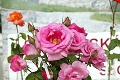 Výnimočná výstava ruží v Bratislave: Privoňajte si k beatlesákovi Paulovi!