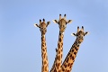 Fotka, z ktorej budete poriadne zmätení: Žirafy sa postarali o nevídaný očný klam!