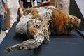 Na Harvarde realizujú smelý projekt: Americkí vedci oživujú ruského mamuta!