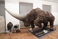 V bratislavskom múzeu otvárajú výstavu pravekých gigantov: Takto kedysi vyzerali leňochody?!