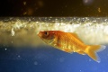 Záchrana domáceho miláčika: Rodina nechala operovať 20-ročnú zlatú rybku!