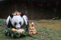 Najstaršia panda sveta Basi oslávila 37 rokov: Viete, koľko by to bolo v prepočte na ľudský vek?