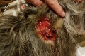 Užialenému lesníkovi Vladimírovi zranili psa priamo pri venčení: Garfielda mi postrelili z pomsty!