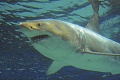 Akvárium vyšetruje uhynutie žraloka modrého: V zajatí vydržal iba tri dni