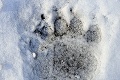 Odtlačky v snehu: Dokážete priradiť správne zviera k týmto stopám? Otestujte sa!
