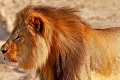 Polícia pátra po zabijakoch levov: Mŕtvym zvieratám odoberajú hlavy