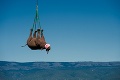 Na tento zážitok dozaista len tak skoro nezabudne: Lietajúci nosorožec!