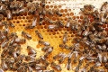 Slováci jedia čoraz viac medu, odborník však varuje: Mrazy včelám neprekážajú, ohrozuje ich niečo iné!