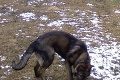 Streľba v Lučenci: Vlčiaka, ktorý napadol iného psa, niekto surovo zastrelil