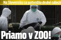 Na Slovensku sa potvrdilo druhé nálezisko vtáčej chrípky: Priamo v ZOO!